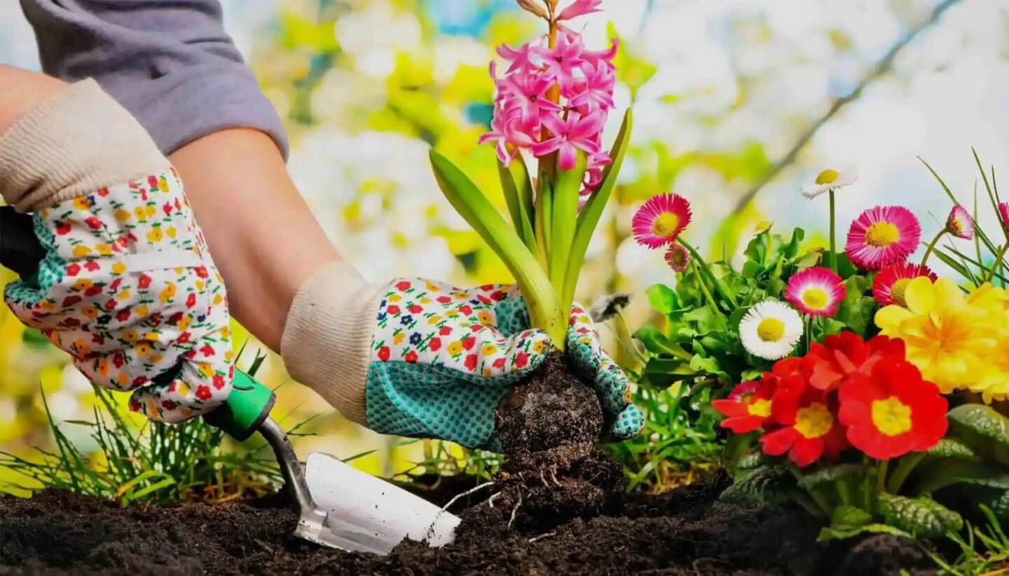 Bloembollen Kopen Bij Koeman Flowerbulbs Dankzij De Samenwerking Met Dtch Digitals