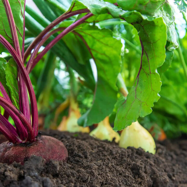 De Samenwerking Met Koeman Flowerbulbs En Dtch Digitals