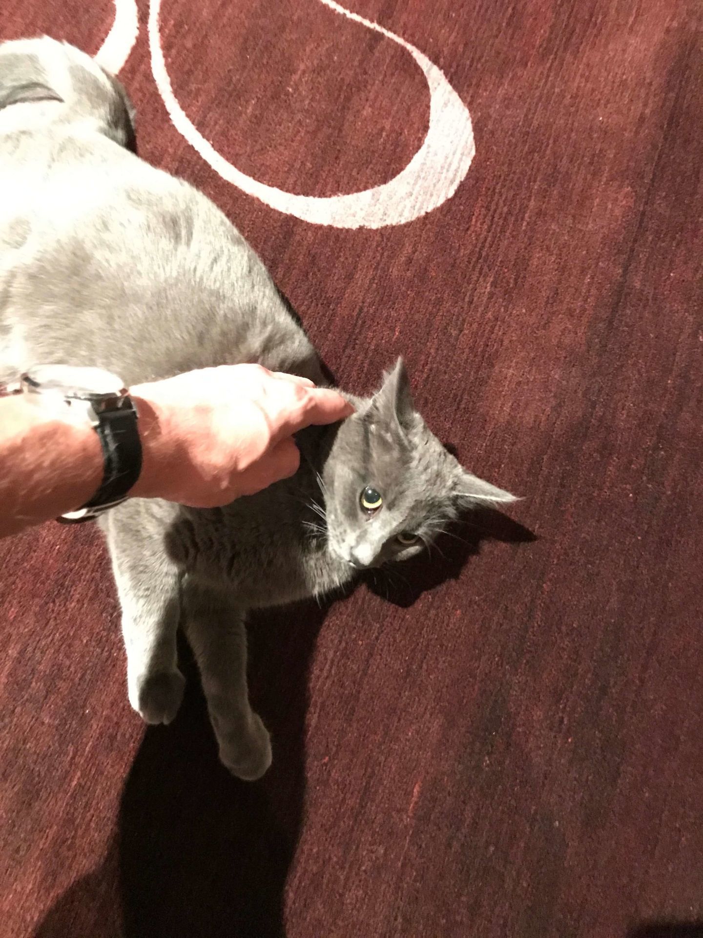 Bram-Katten