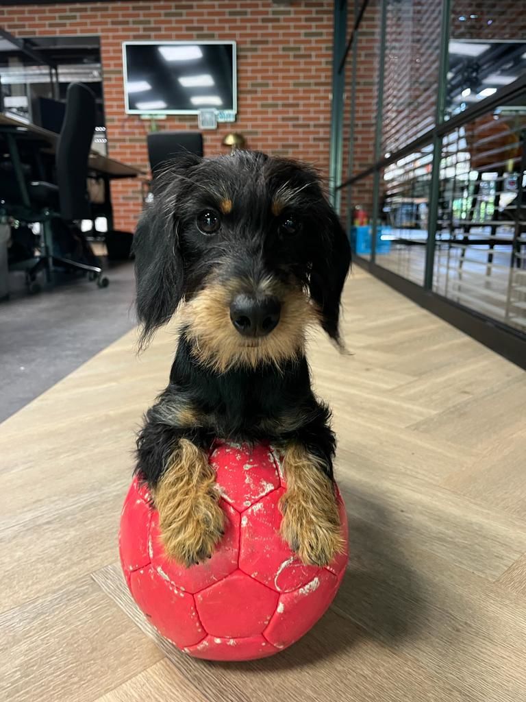 Bumper De Officedog Van Dtch. Digitals