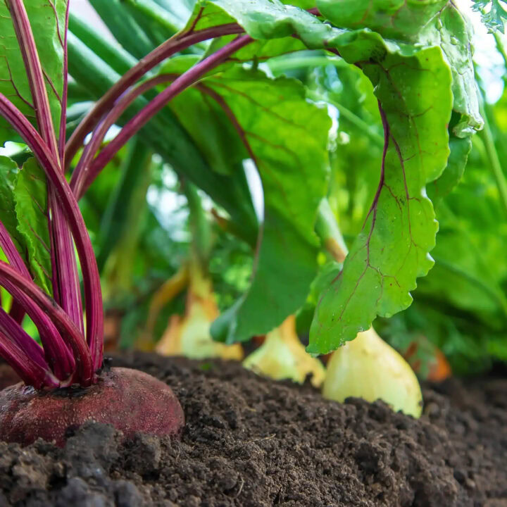 De Samenwerking Met Koeman Flowerbulbs En Dtch Digitals