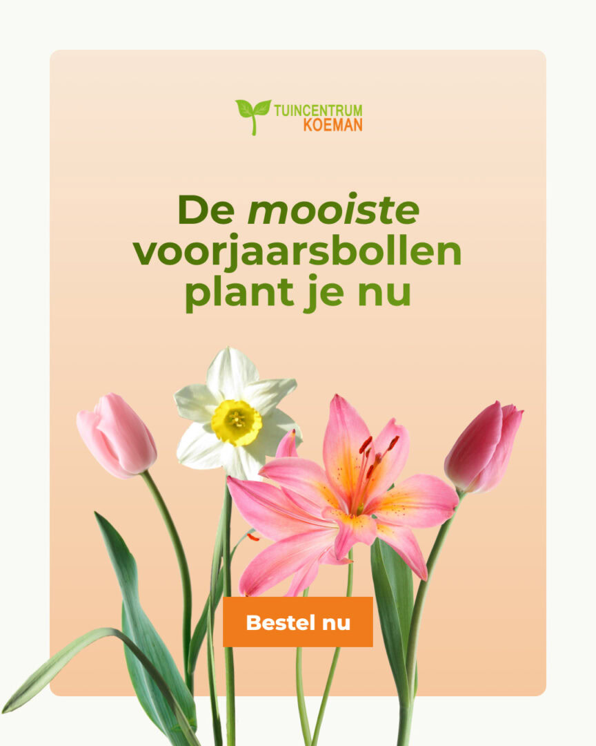 Voorjaarsbollen Nl 1080x1350